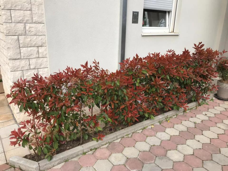 טרוגיר Apartmani Mane מראה חיצוני תמונה